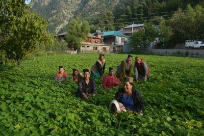  हिमाचल की महिलाएं बनीं जलवायु अनुकूल खेती की प्रतिनिधि